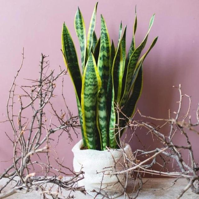 Sansevieria