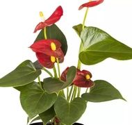 Anthurium