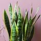 Sansevieria