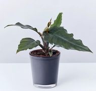 Philodendron Green Sau