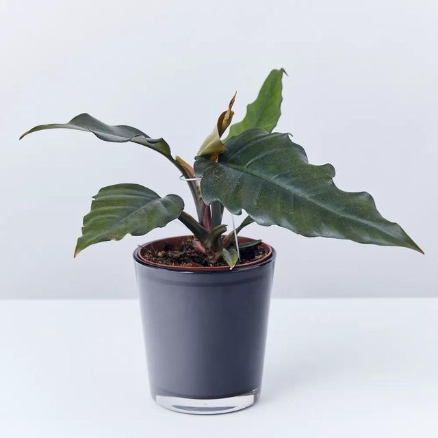 Philodendron Green Sau