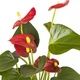 Anthurium