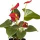 Anthurium