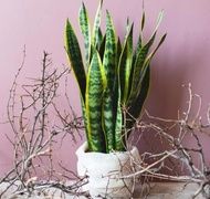 Sansevieria